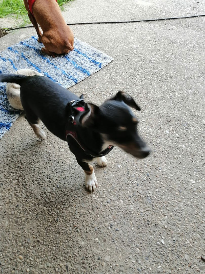 Dresura pasa 'Snoopy'