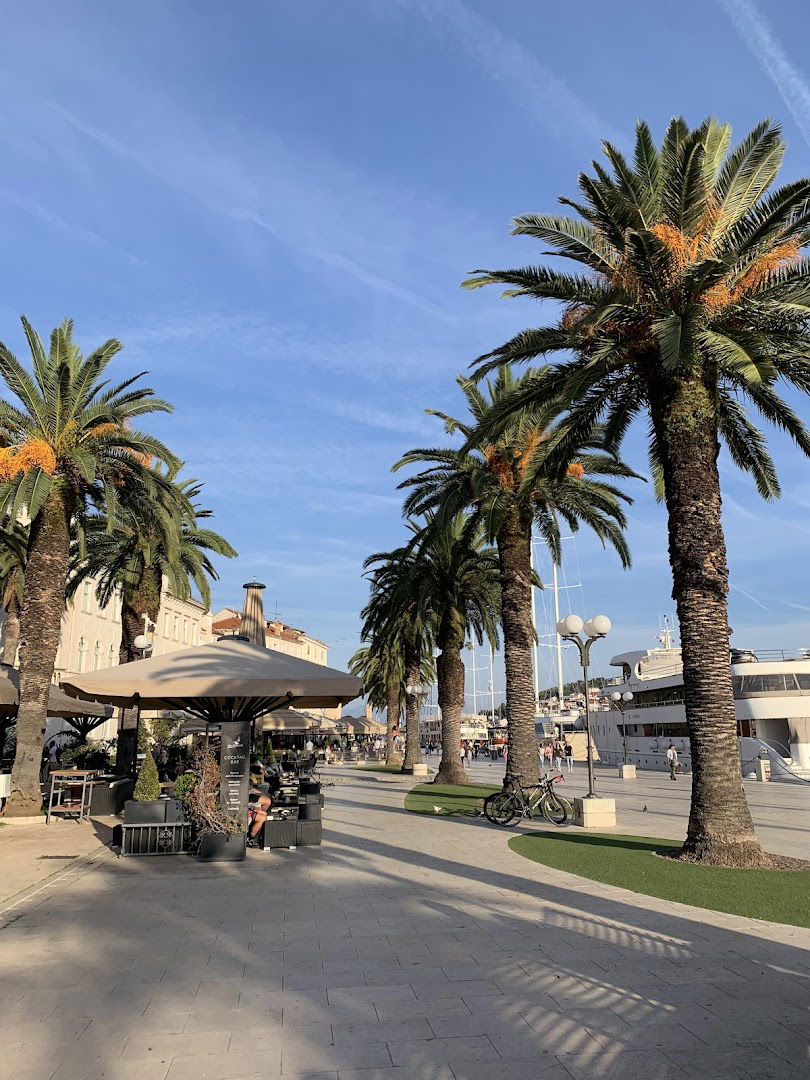 Drvored Palmi Trogir