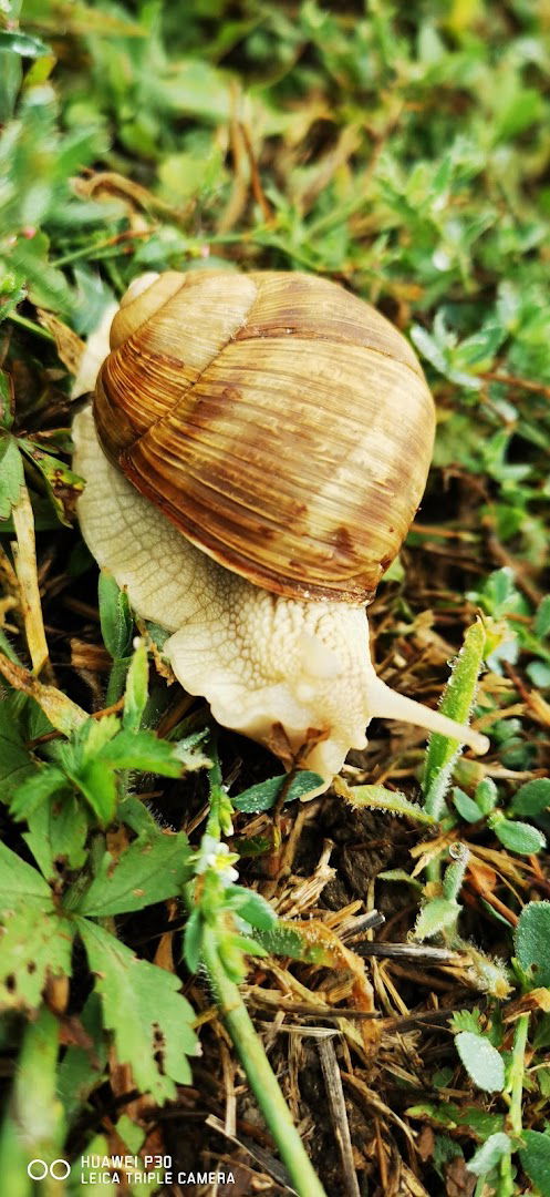 Zrinjevac- Rasadnik Jankomir