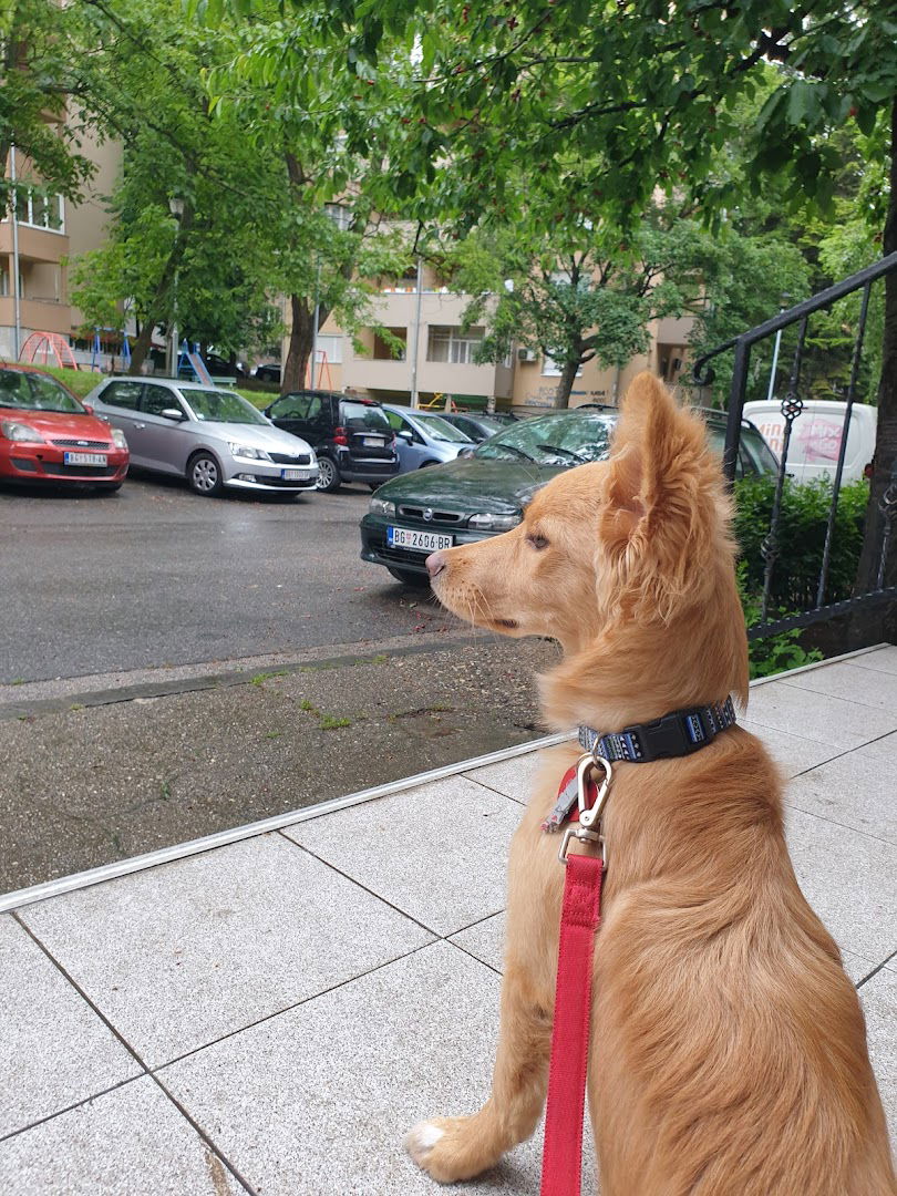 Pansion za pse Villy