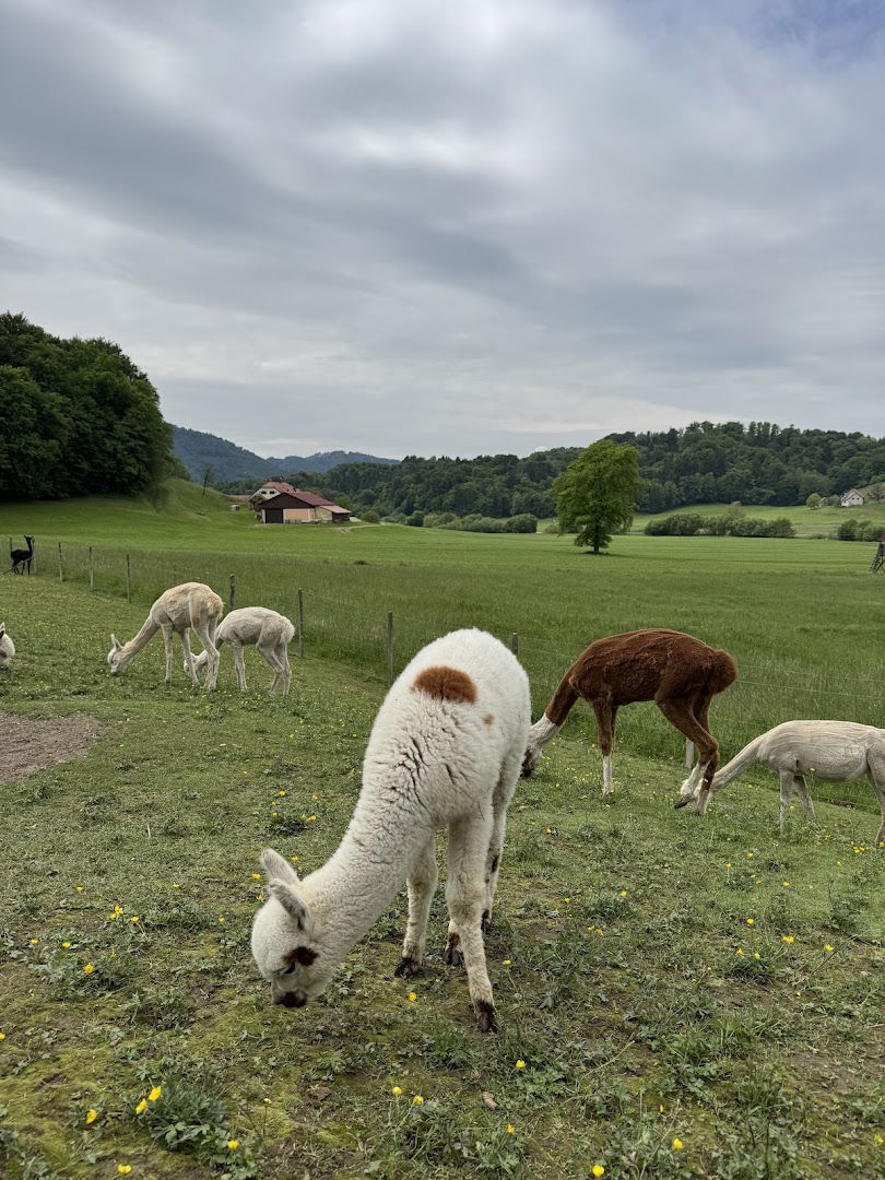 Alpaka farm