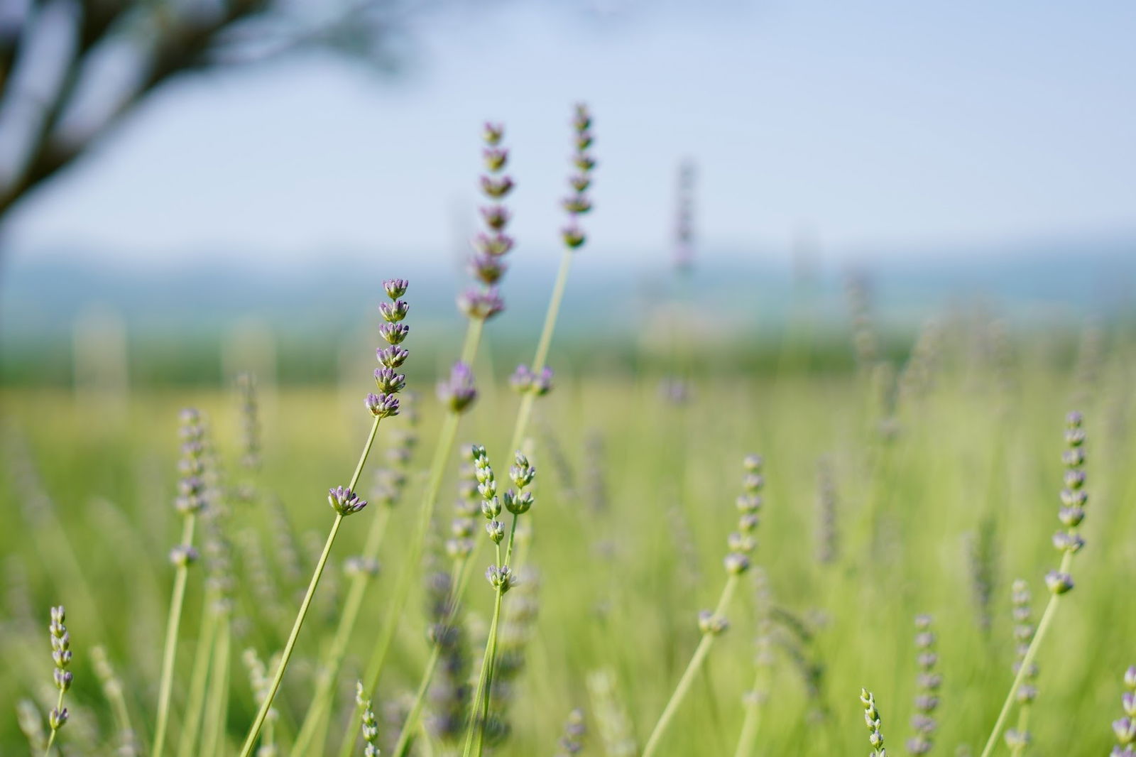 Oroz lavender - Antunovac