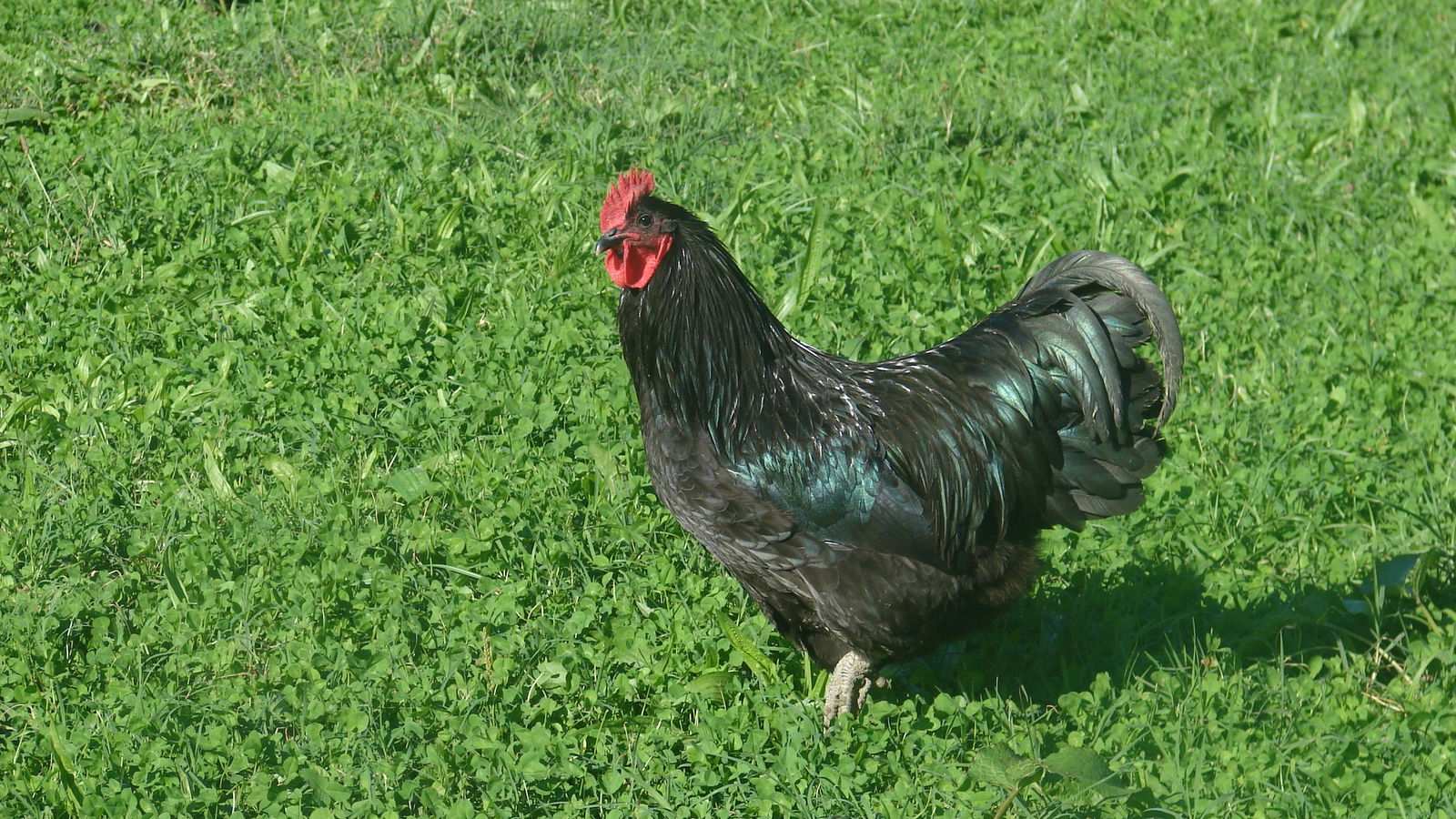 Društvo uzgajivača malih životinja "Moslavina" Kutina