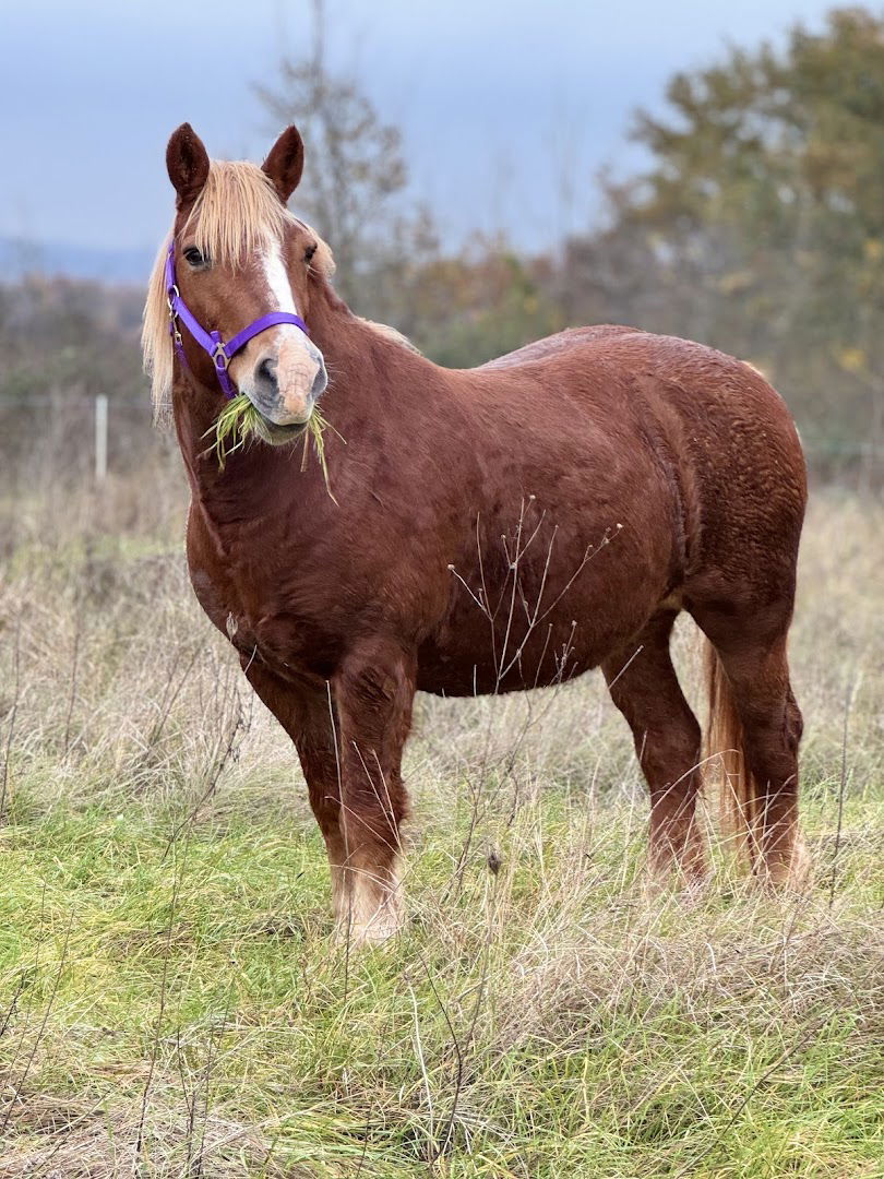 Istrian Farm “C’era una volta”