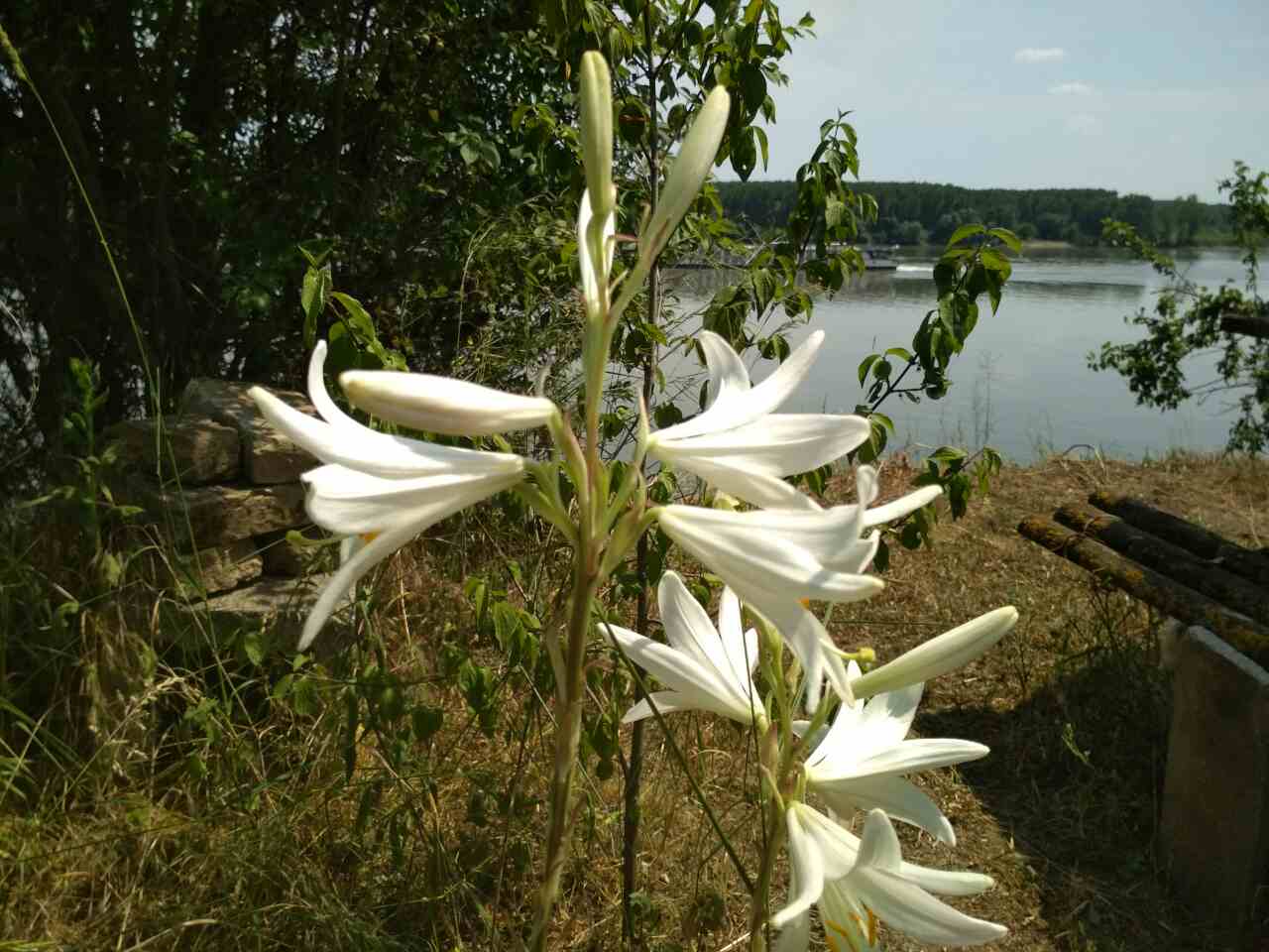 Atelier Germanovich - Атеље Ђермановић