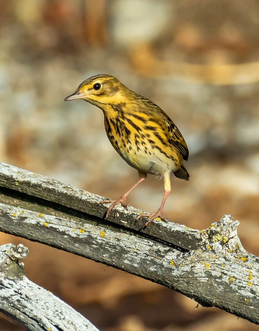 Taložnici šećerane Kovin (Birding place)