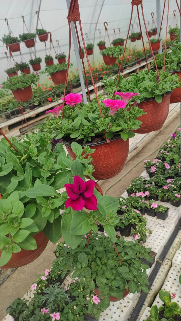 Rasadnik Cveca Golubinci