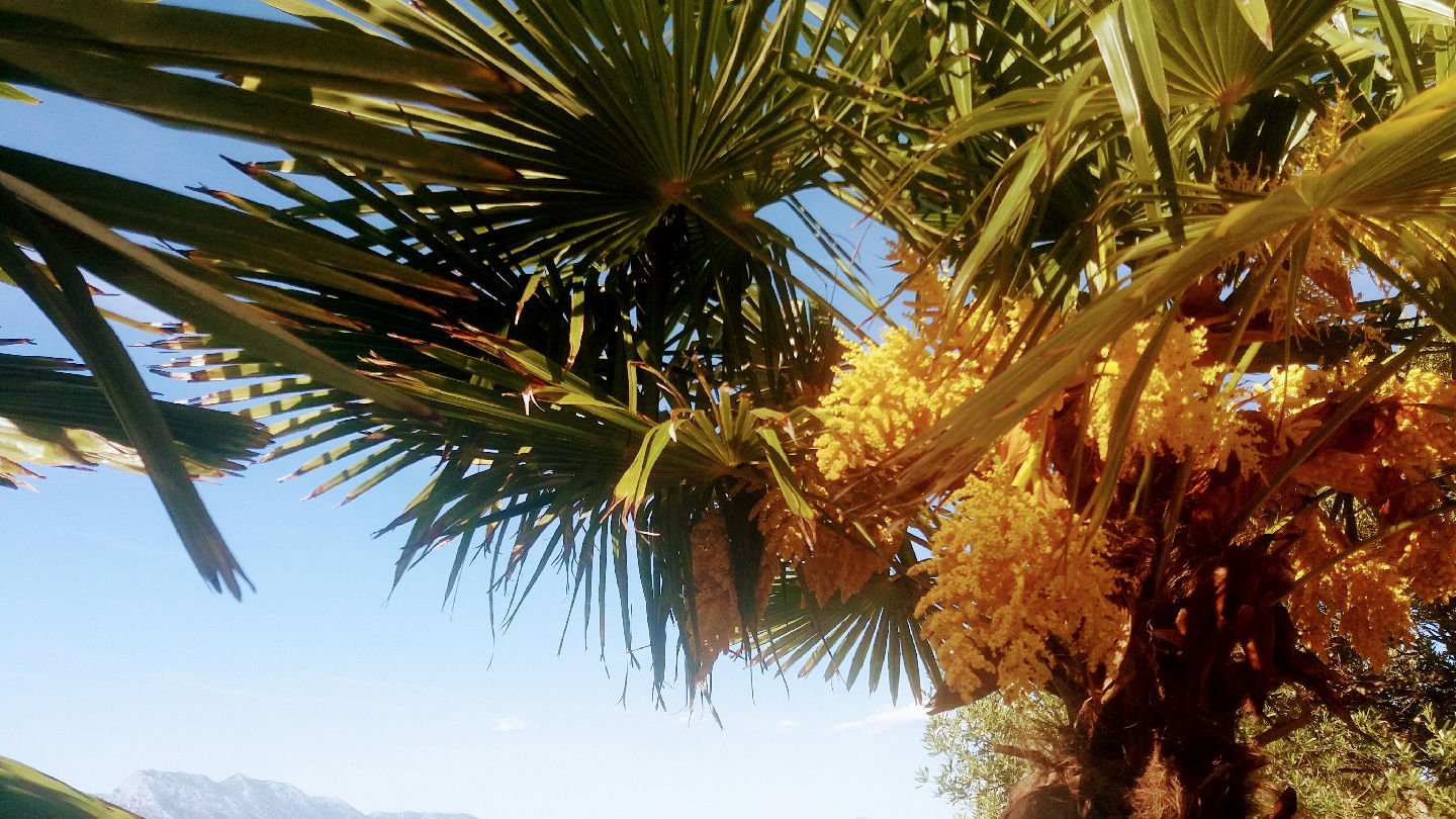 Apartmani MASLINA TRPANJ Kristić