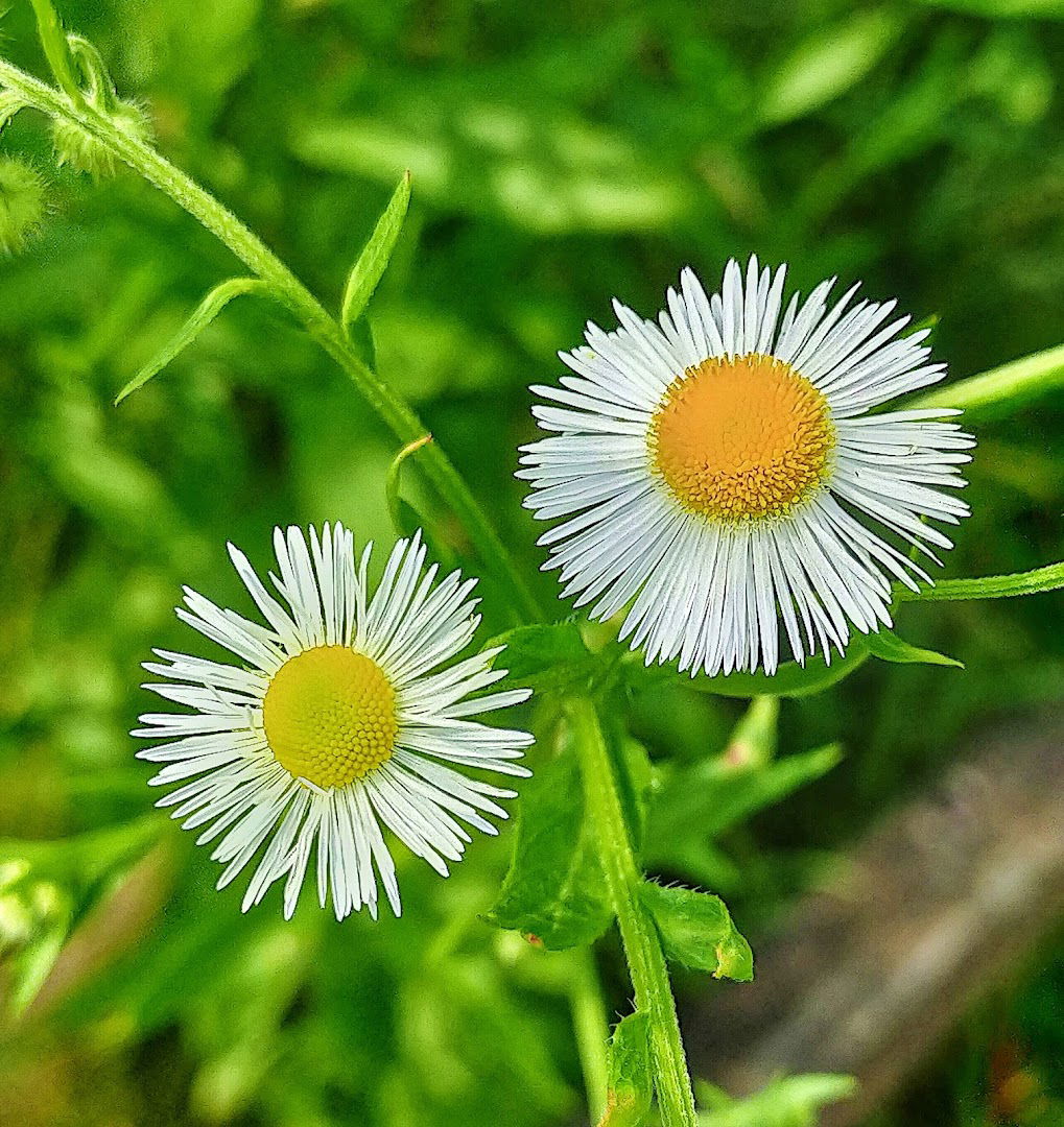 Compagnia Arcieri Trieste