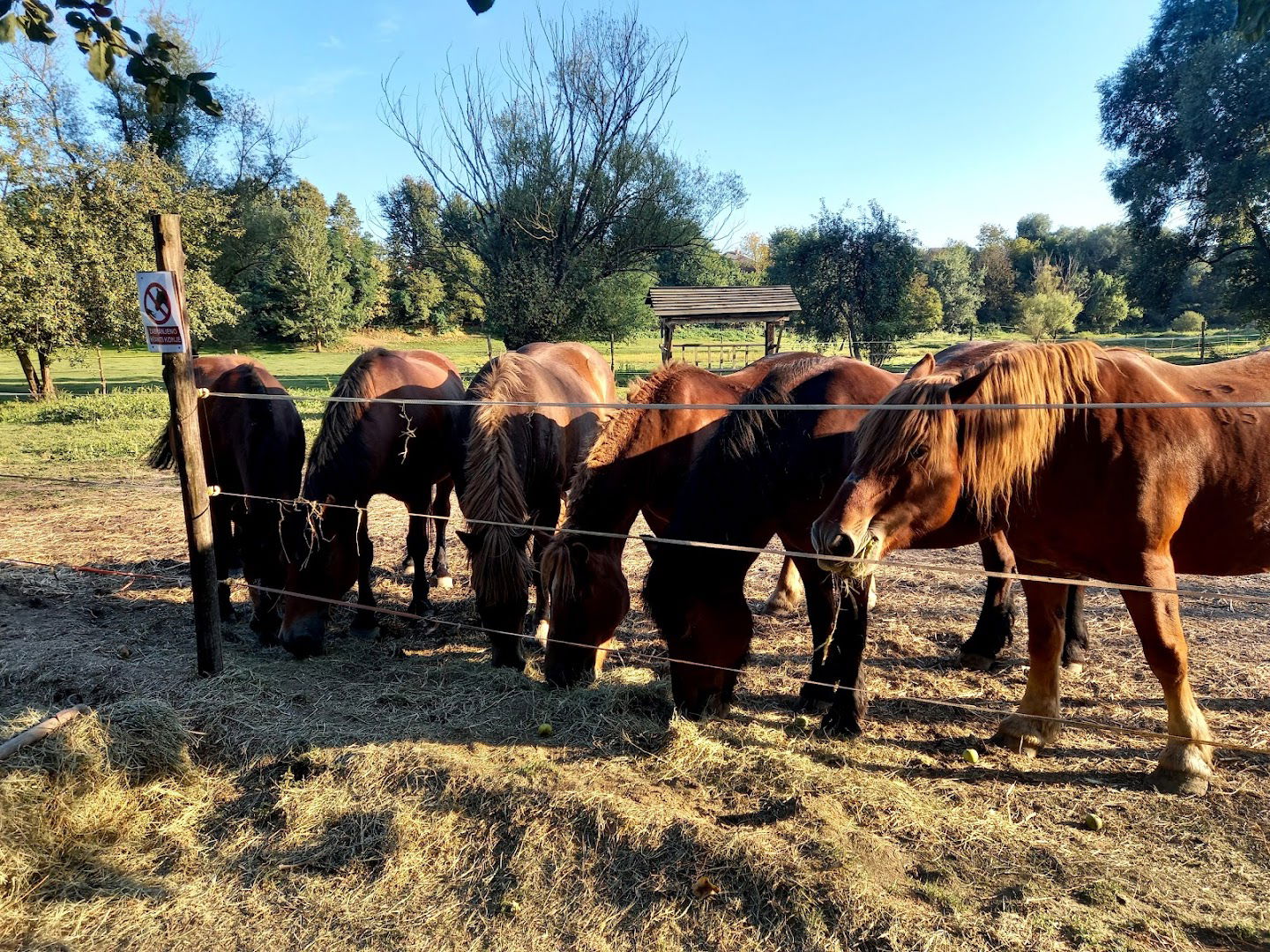 Međimurje Horse Stud, Žabnik