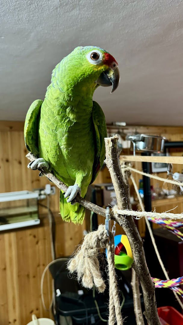 H&P Allevamento Cavalli Sportivi e Pappagalli Esotici