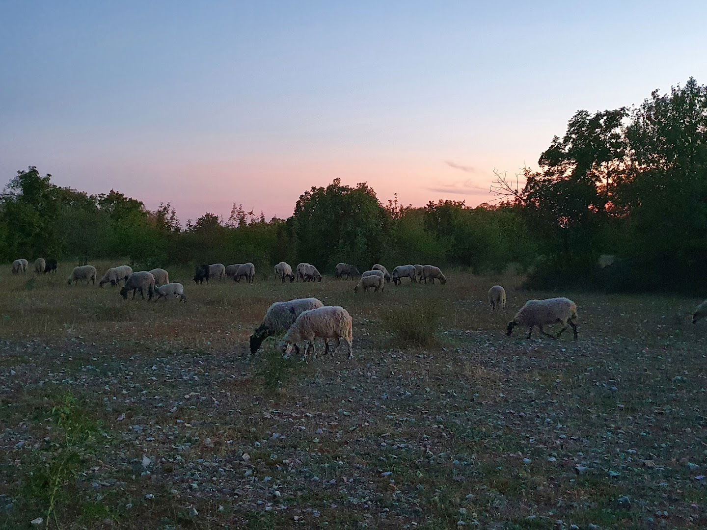 OPG Zdenka Šimpraga