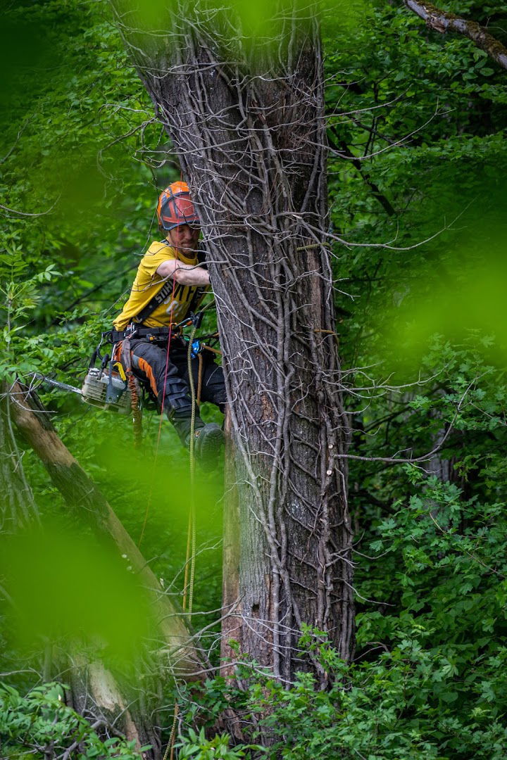 Altituda Arborist