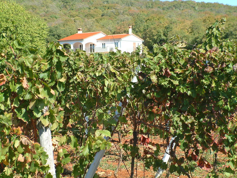 Vina Trošt - Winery