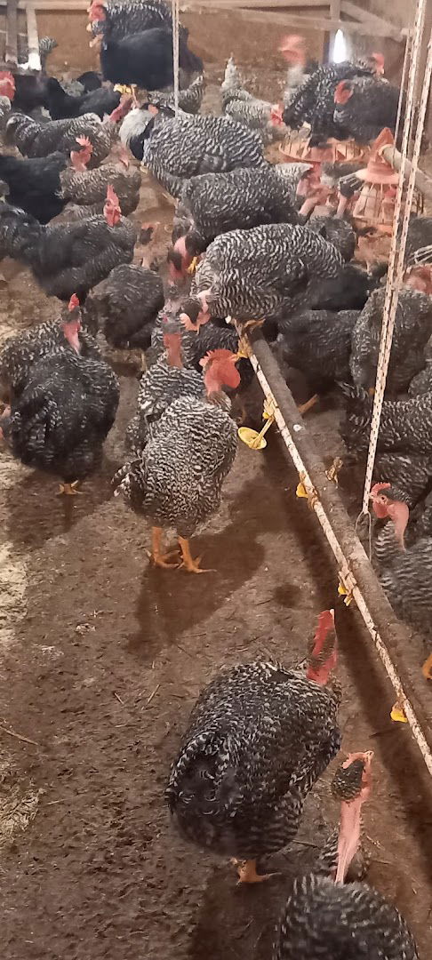 Odgajivač autohtonih rasa živine - Goran Nikolić