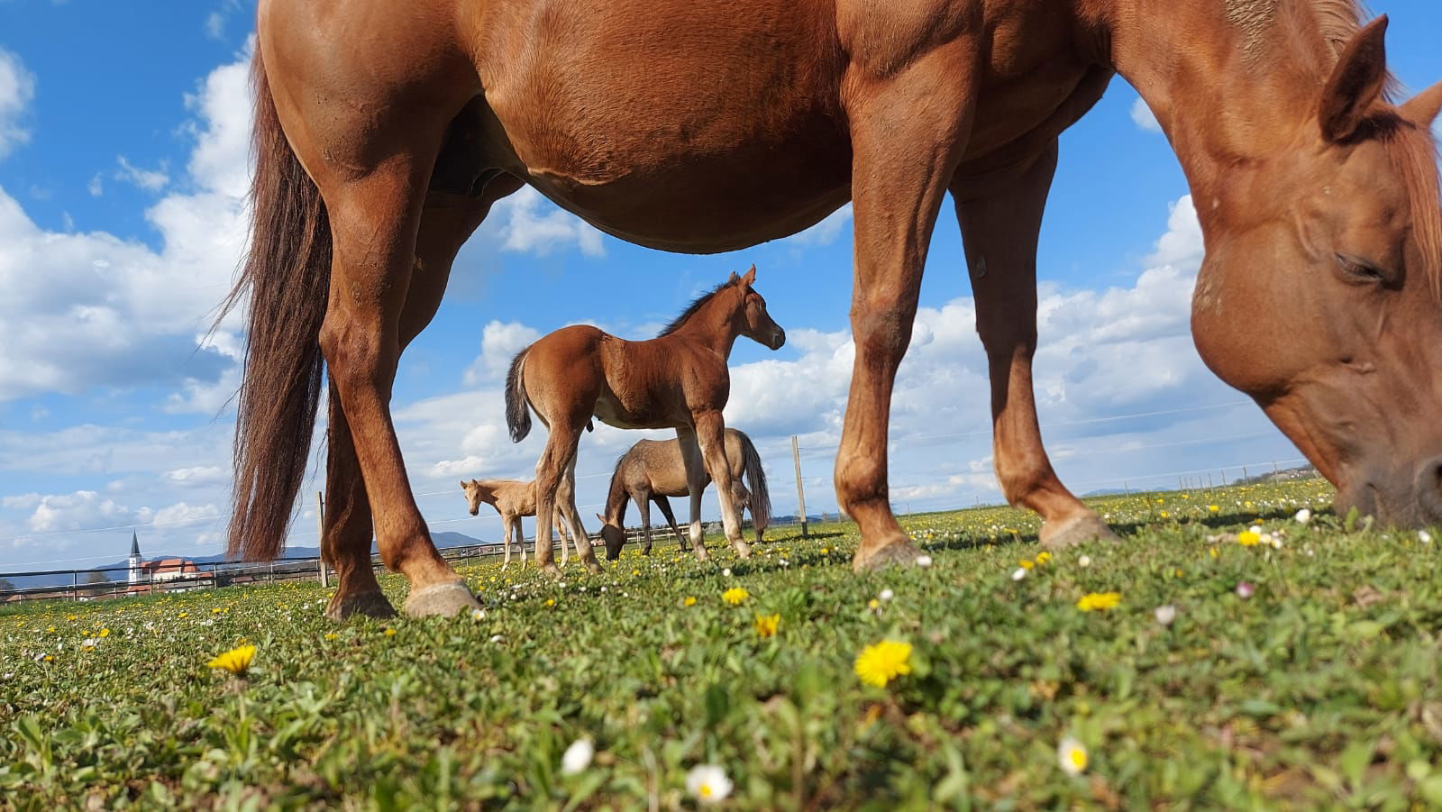 Vascer Quarter Horses