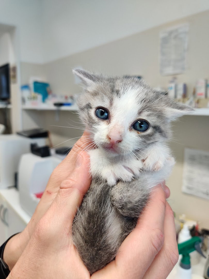 Veterinary Practice For Small Animals Bobanović