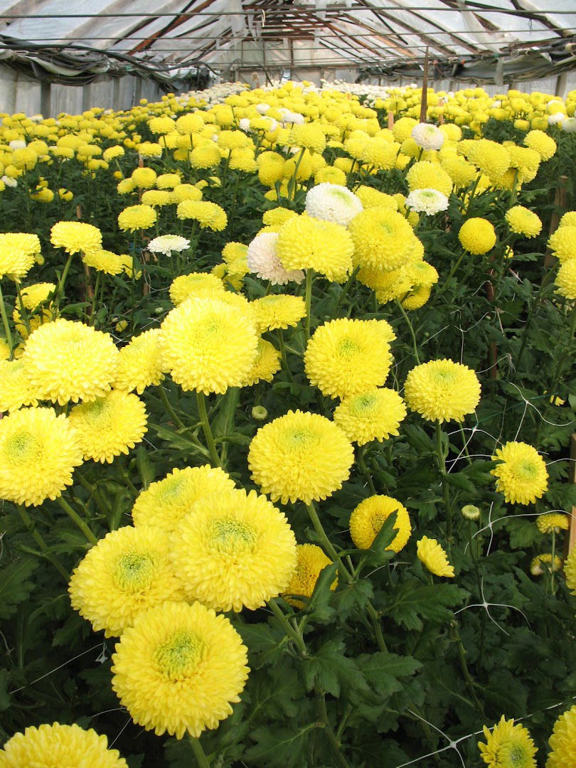 OPG Dragutin Jurmanović