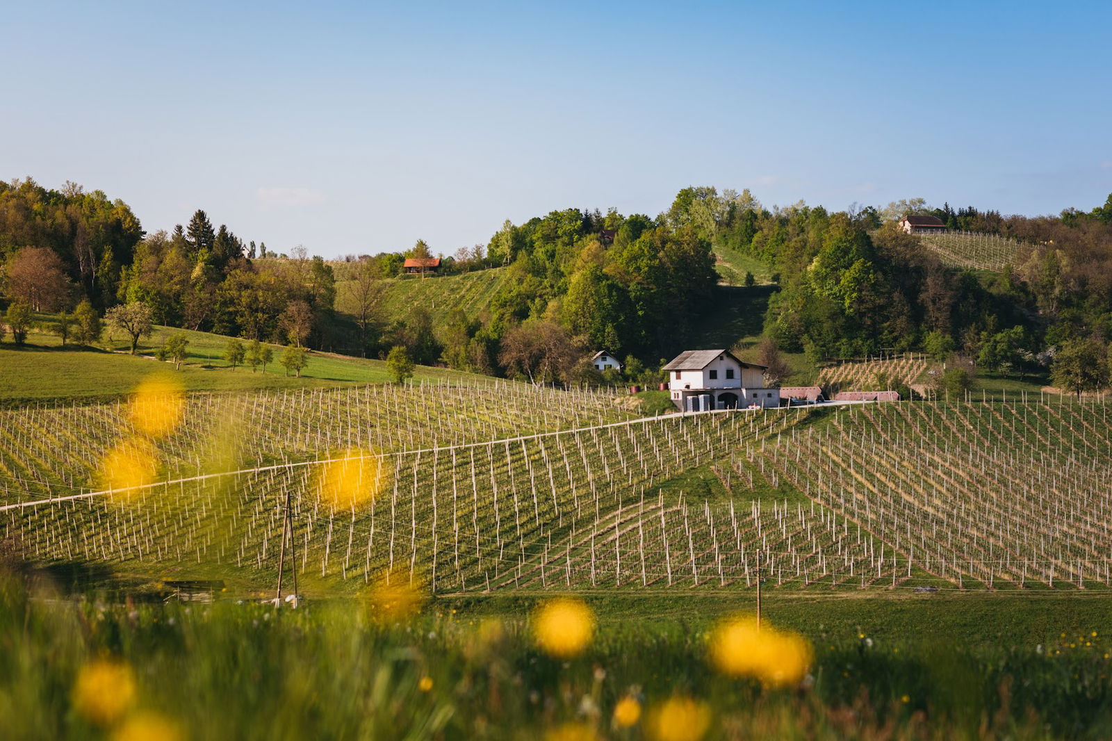 Vino Kralj, Boutique Wine Cellar