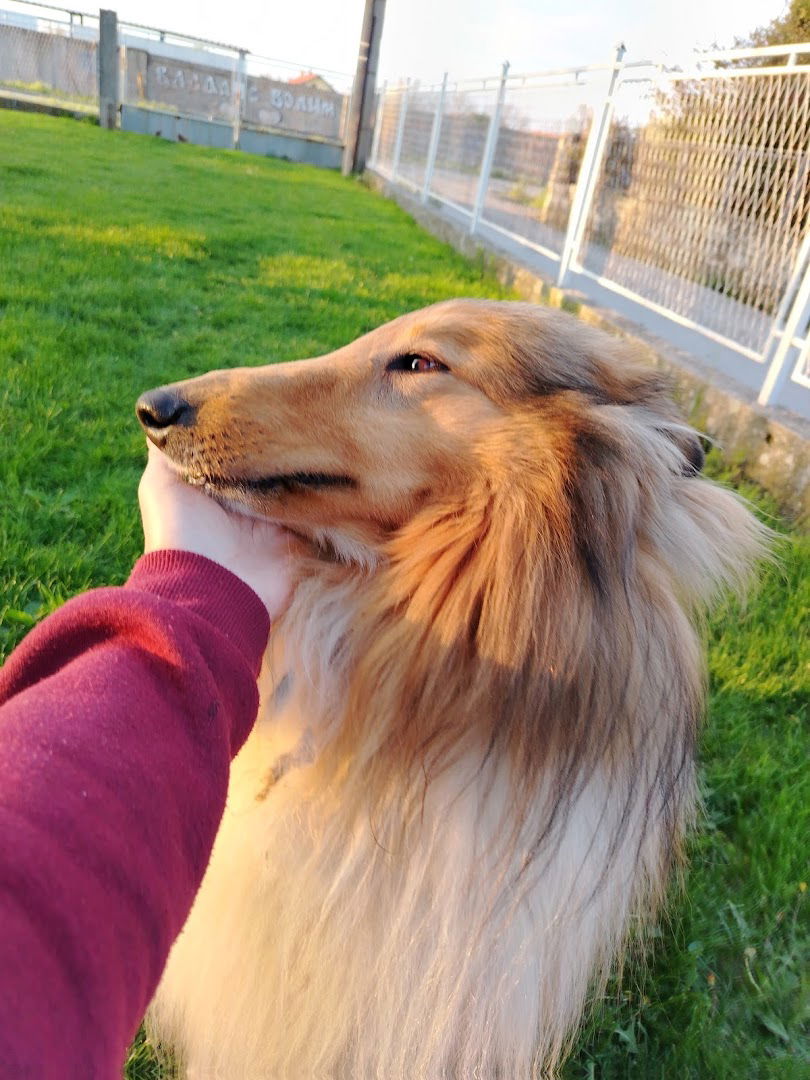 Veterinarska ambulanta EXPERTVET