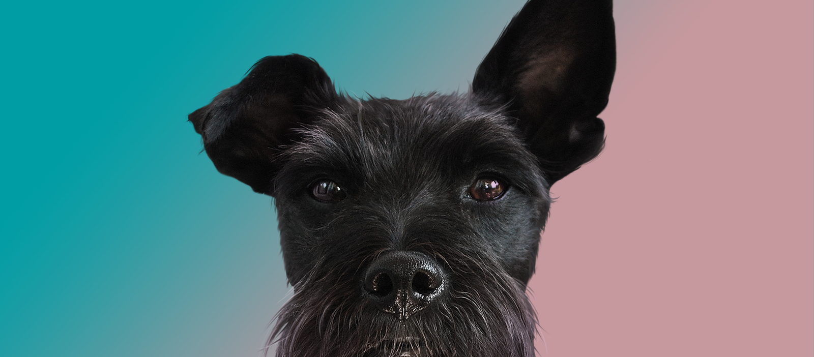 RITMO - grooming salon