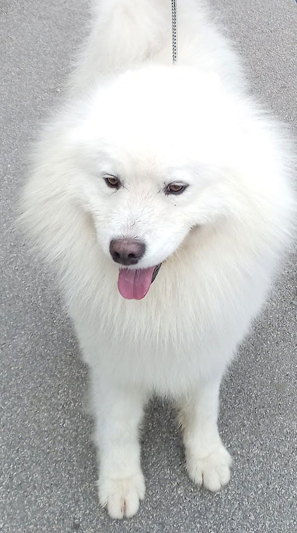 Veterinarska Stanica