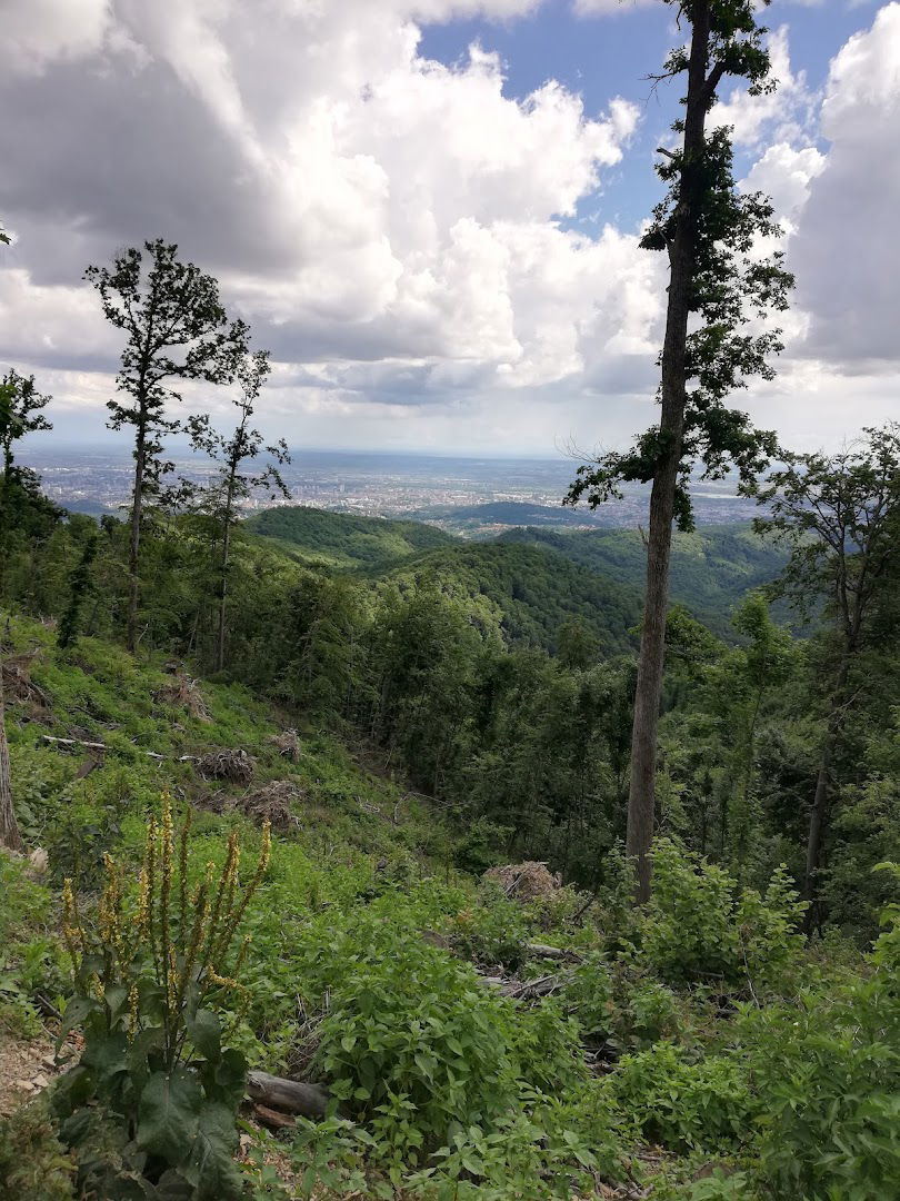 Kustosijanski Makadam