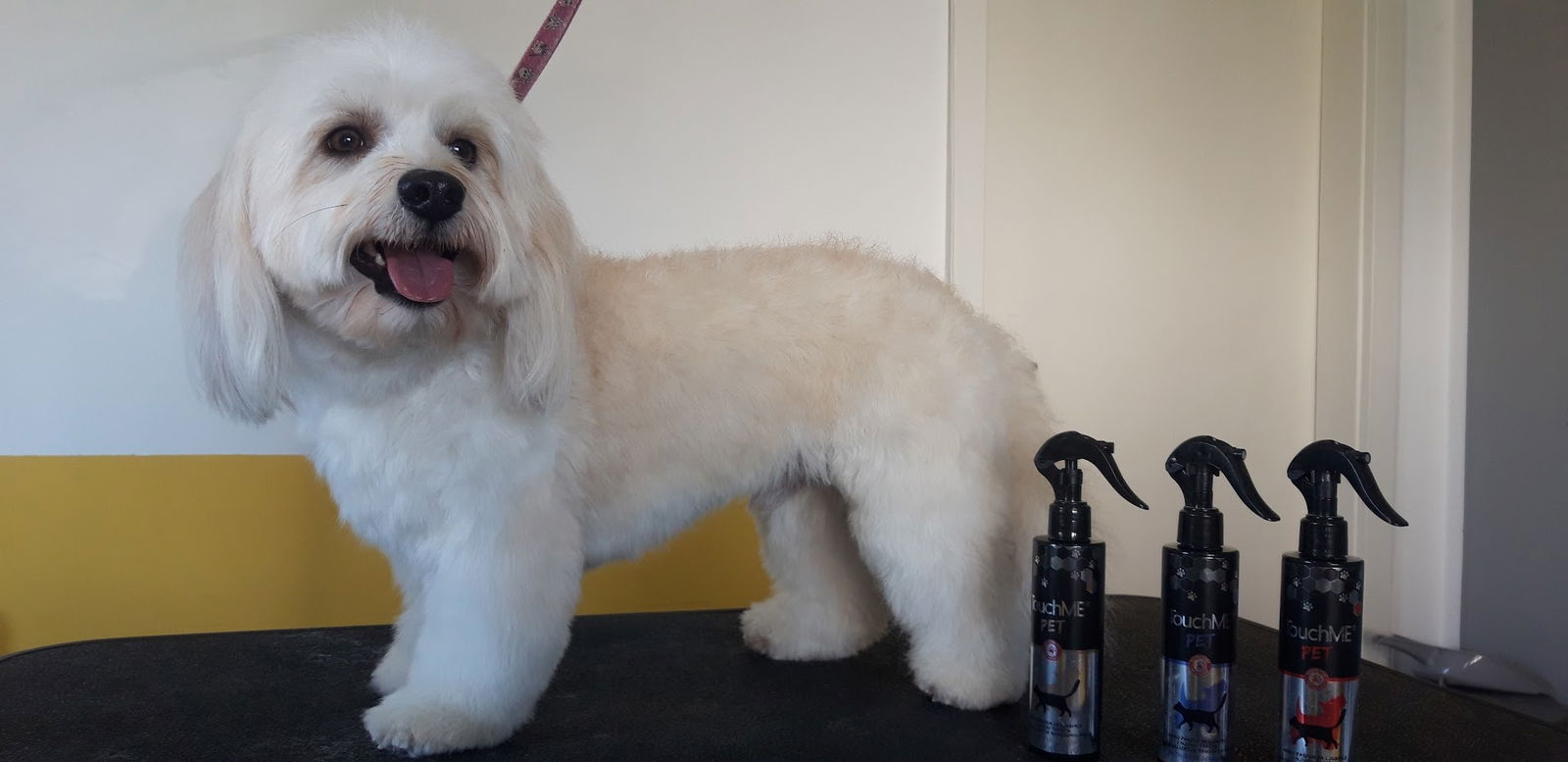 ZURKA, salon za šišanje i njegu pasa