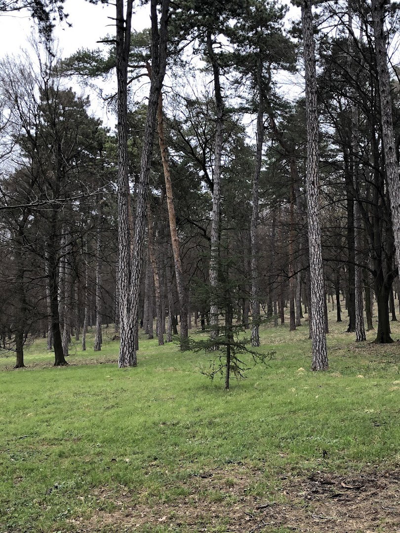 Primary School Vasa Čarapić