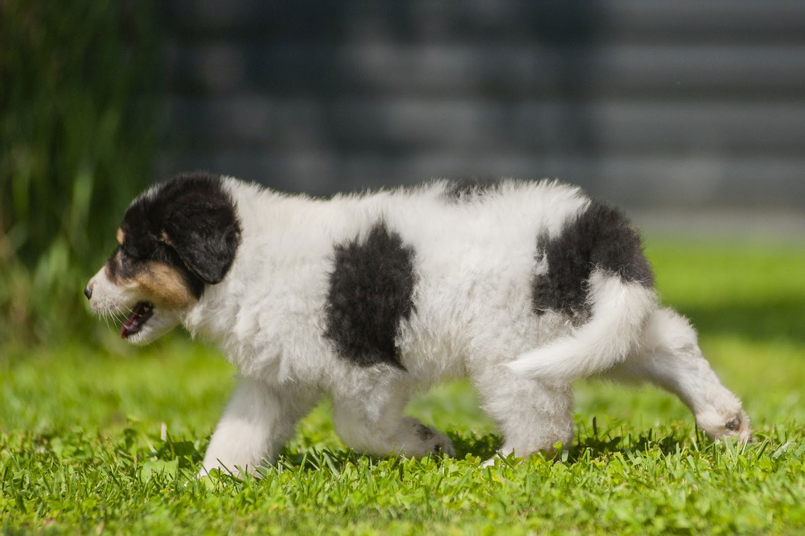 HOTEL ZA PSE GRUFALINČEKI
