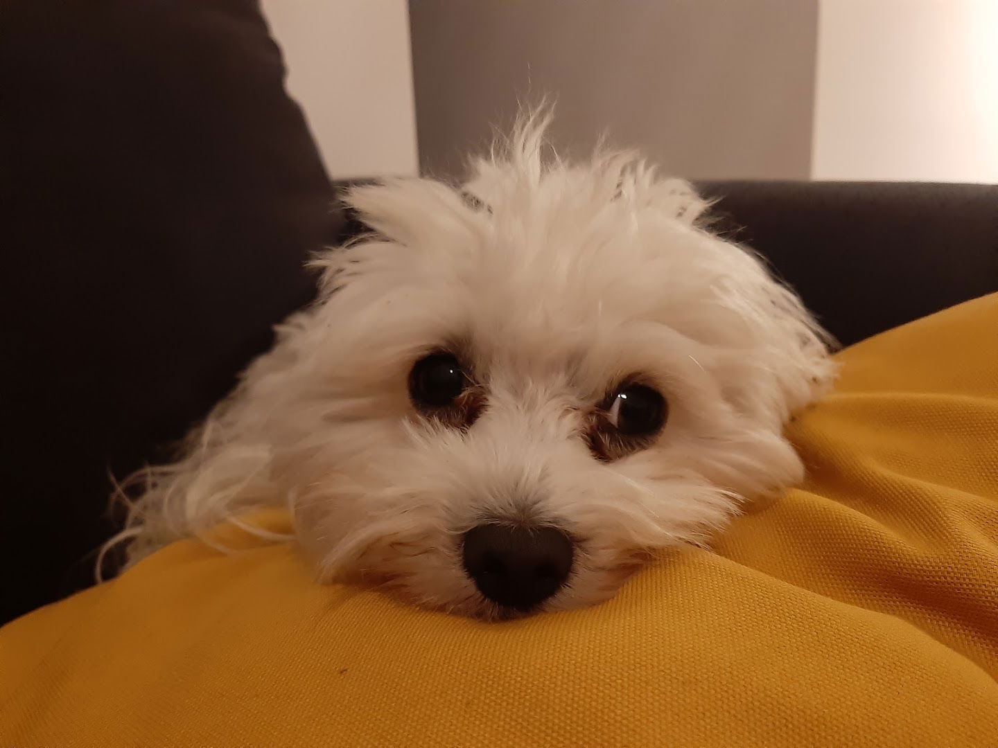 Veterinarska stanica Zadar