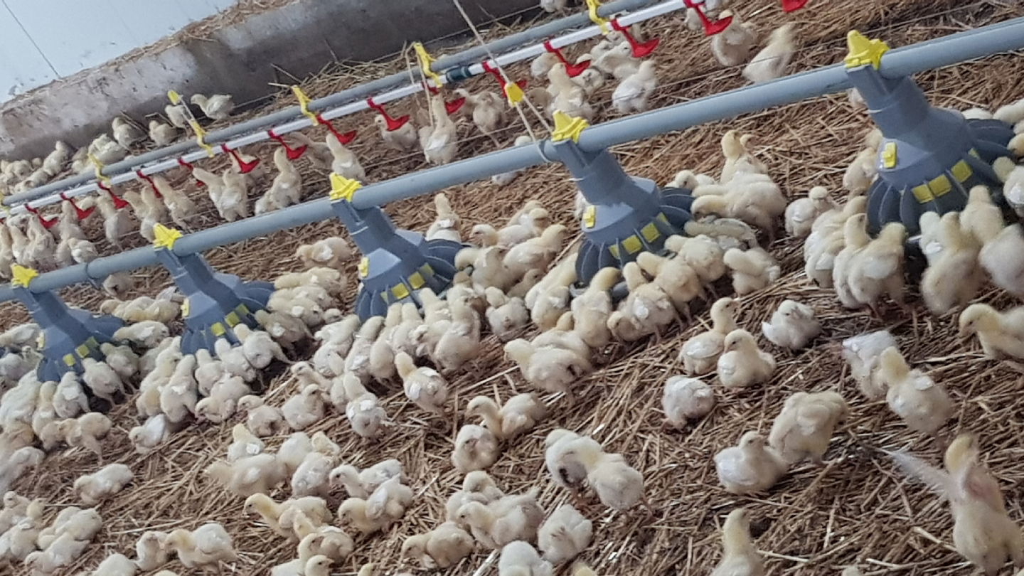 farma pilica AGROPILE Čestereg