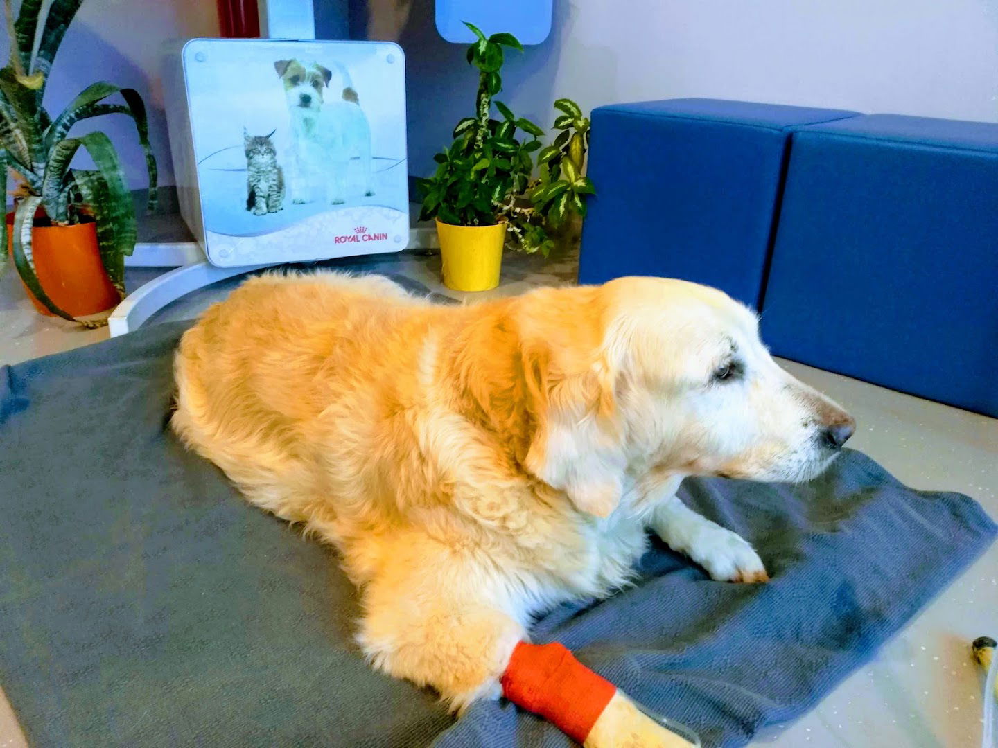 At Vet (Zen-Vet d.o.o.)