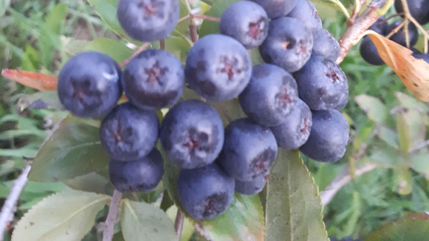 ARONIJA OPG PRACAIĆ