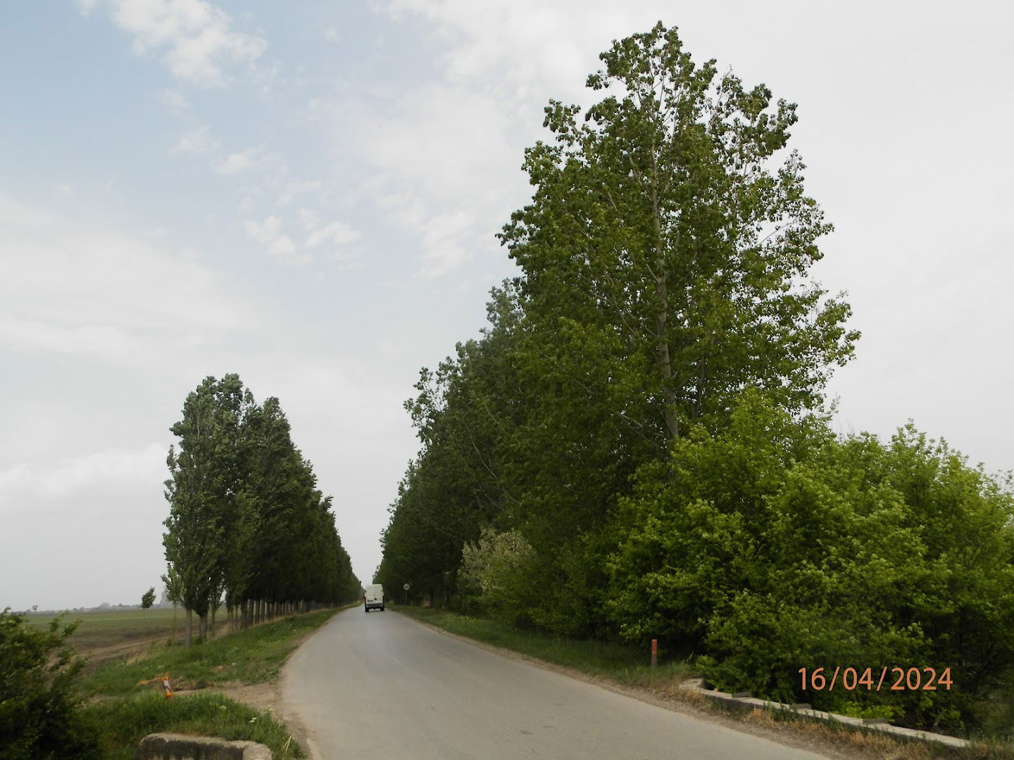 Drvored Kovačički Put