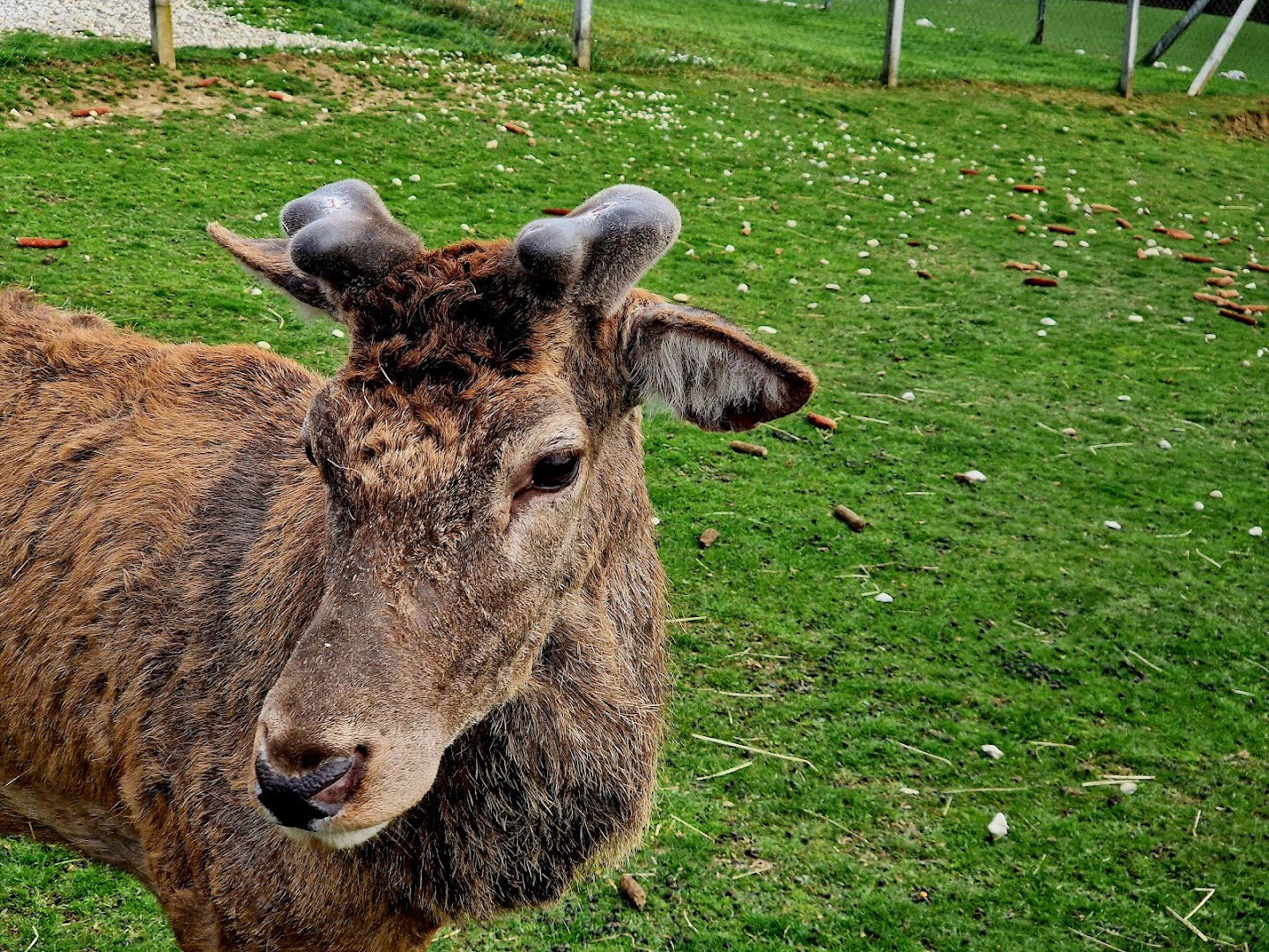 Farma Jelena I Muflona