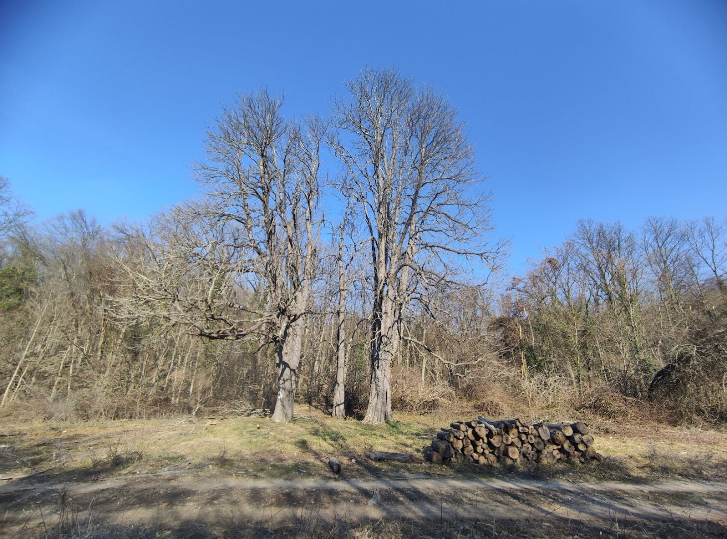 Долина кестенова