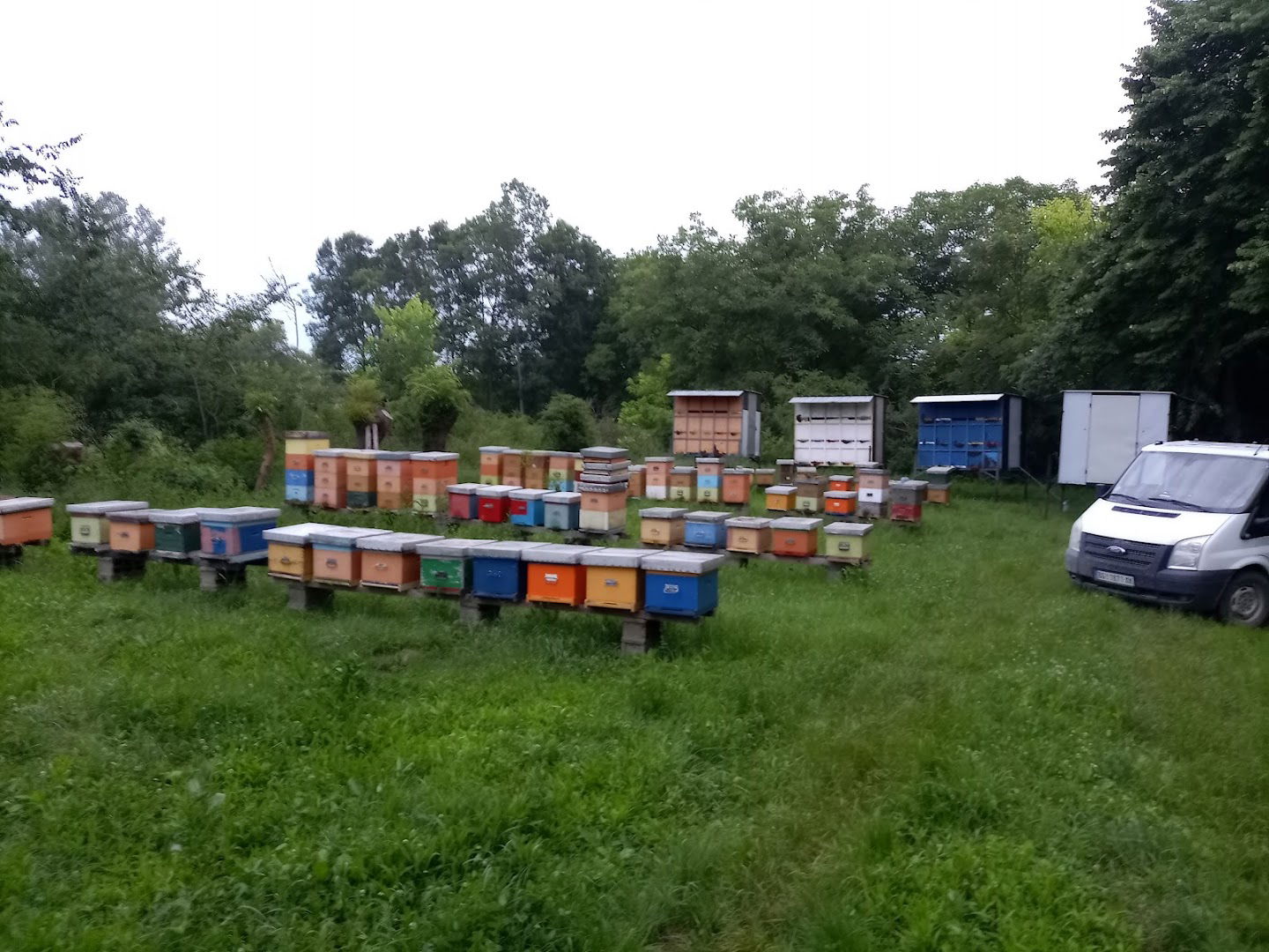 Pčelinjak Dimitrijević