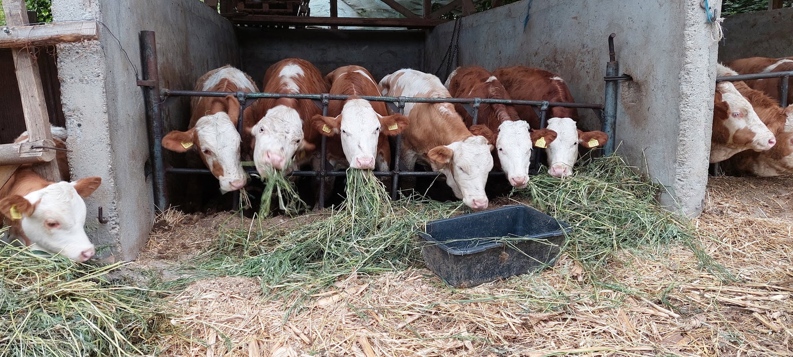 farma krava zoran mirkovic