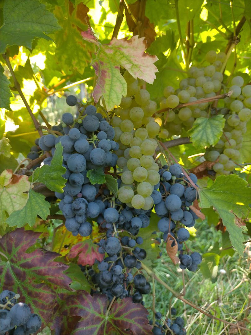 Azienda Agricola Vitilia