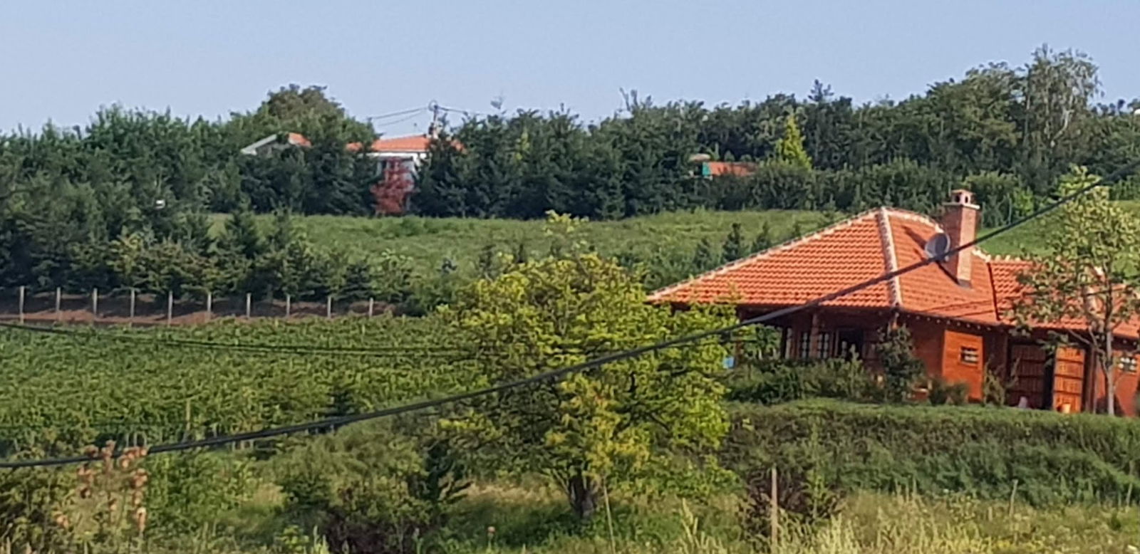 Vinarija Tomašević