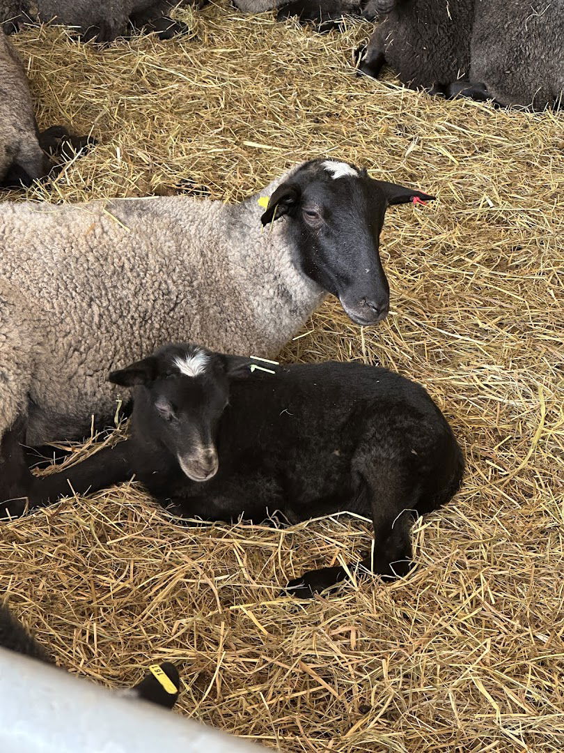 Veliki Zdenci cemetery