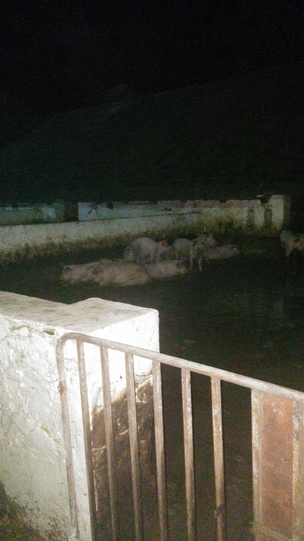 PIK Šestica - farma