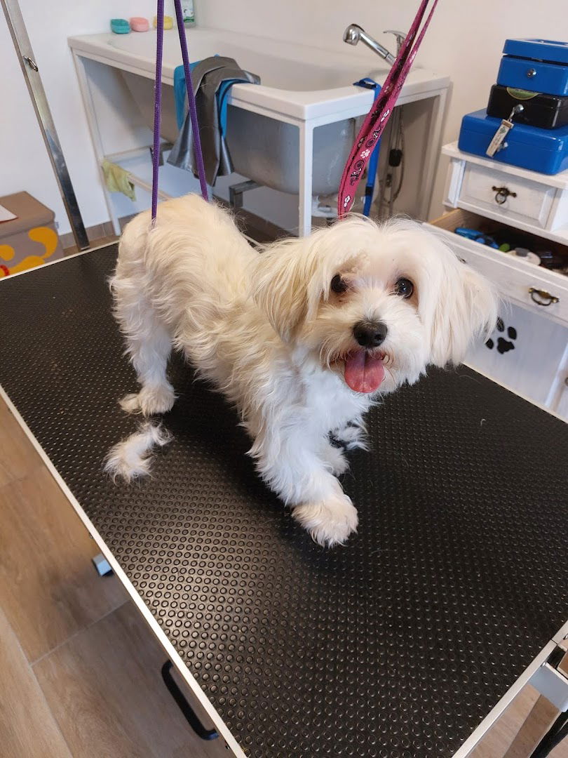 Salon za šišanje i njegu pasa Kod Gine