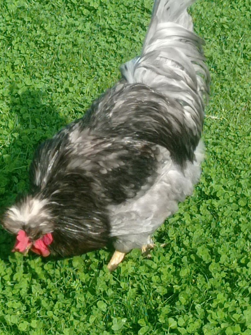 Odgajivačnica Živanović Kalenić