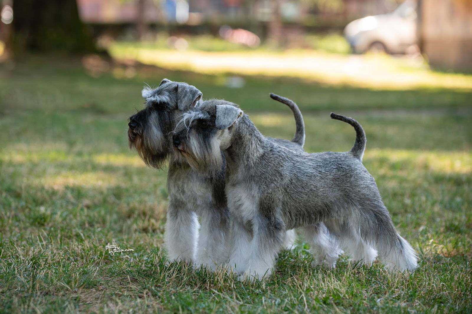 Little Lion family - miniature schnauzer kennel