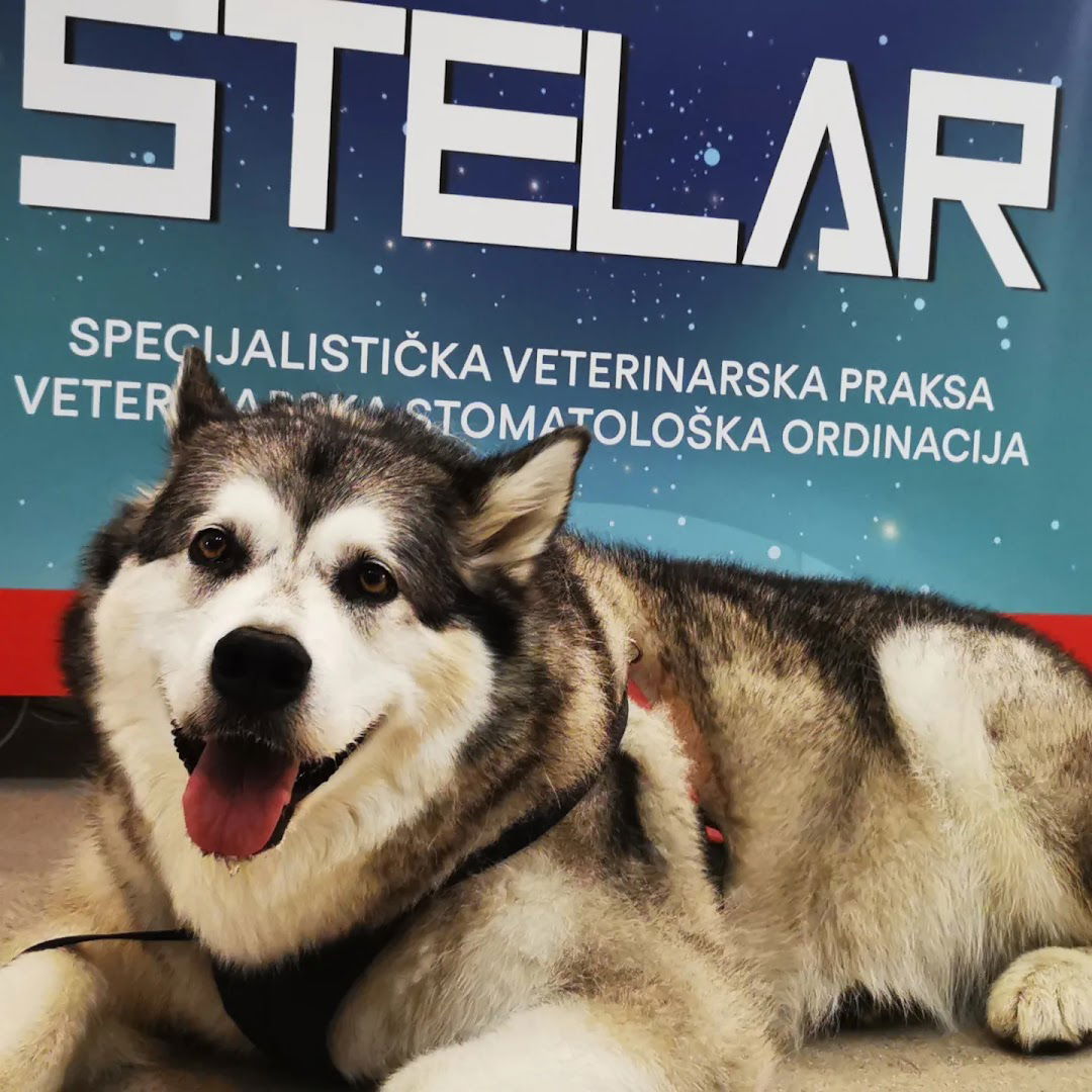 Stelar spec. vet. praksa