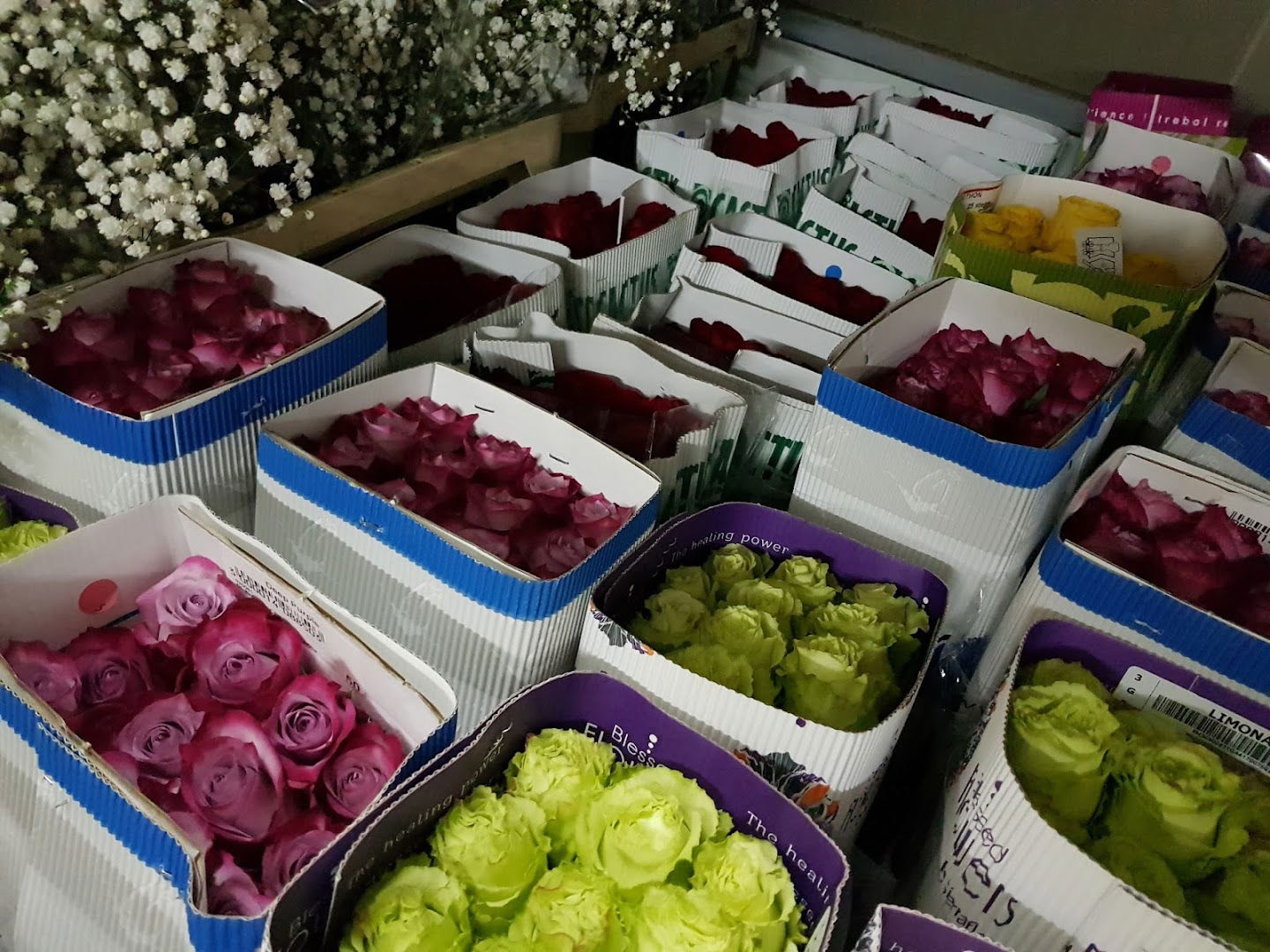 Kaktus veleprodaja cvijeća