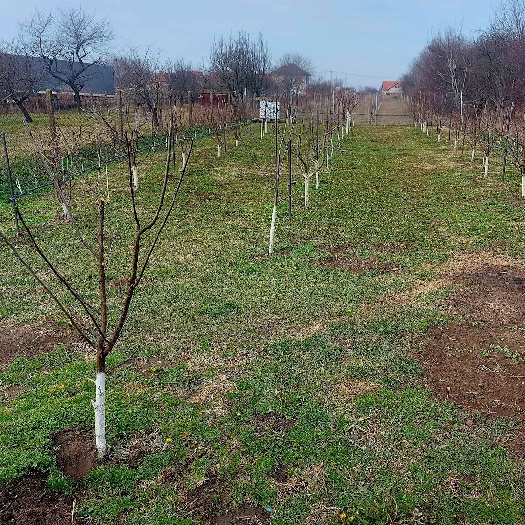 Destilerija Kosanović