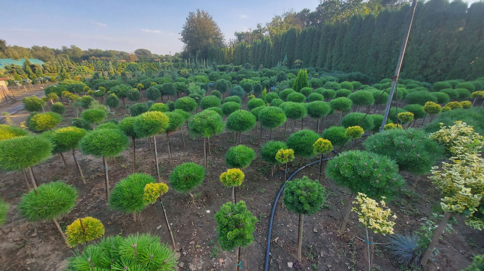 Rasadnik Egzotika Pozarevac-Nabrdje